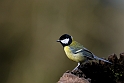 Great tit - I